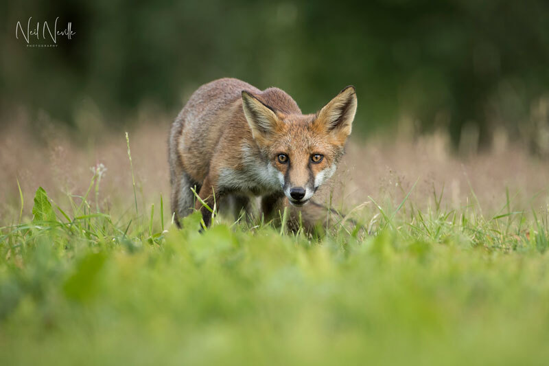  - Red Fox