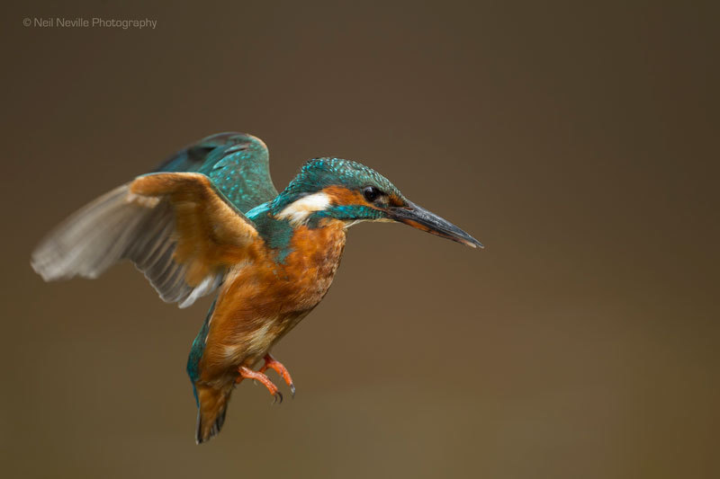  - Kingfisher