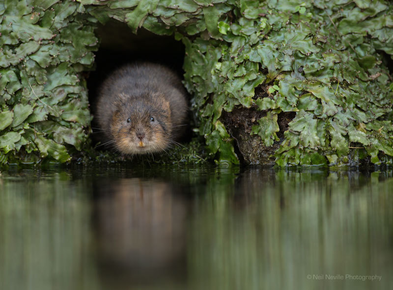  - Water Vole