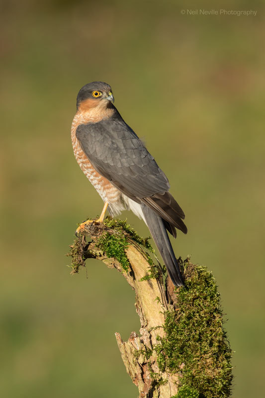  - Sparrowhawk