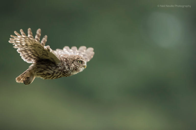  - Little Owl