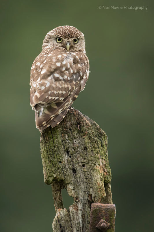  - Little Owl