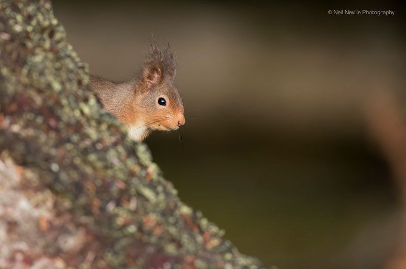  - Red Squirrel