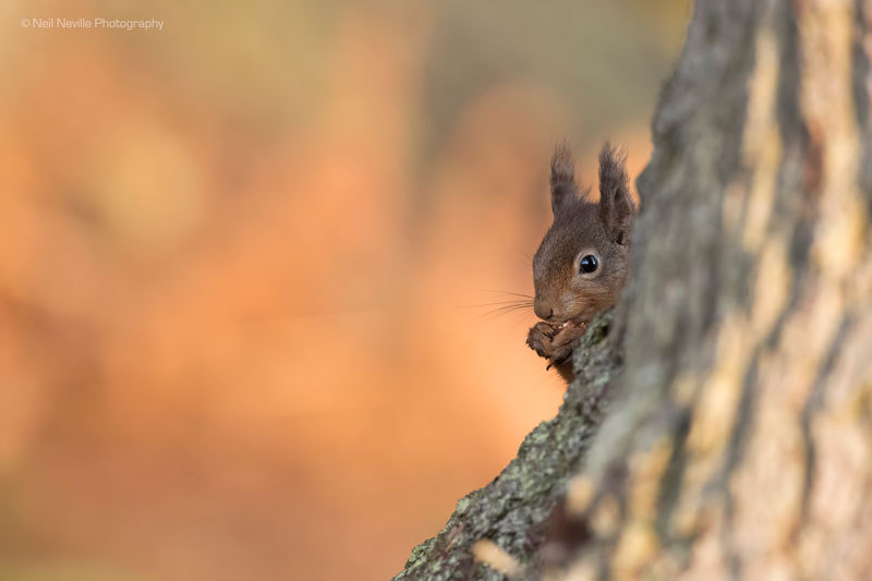  - Red Squirrel