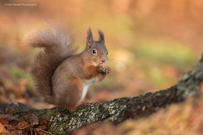 - Red Squirrel