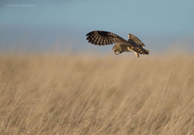  - Short Eared Owl