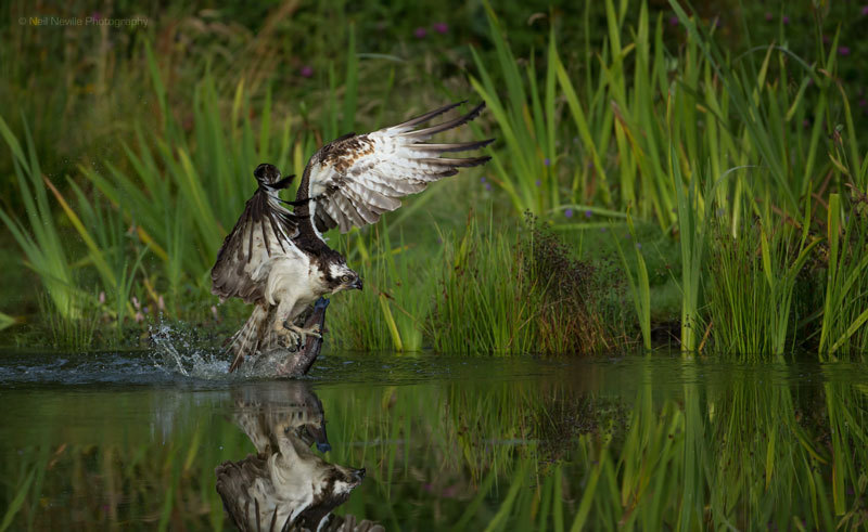  - Osprey