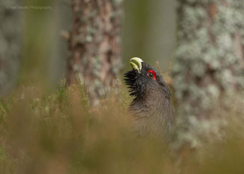  - Capercaillie