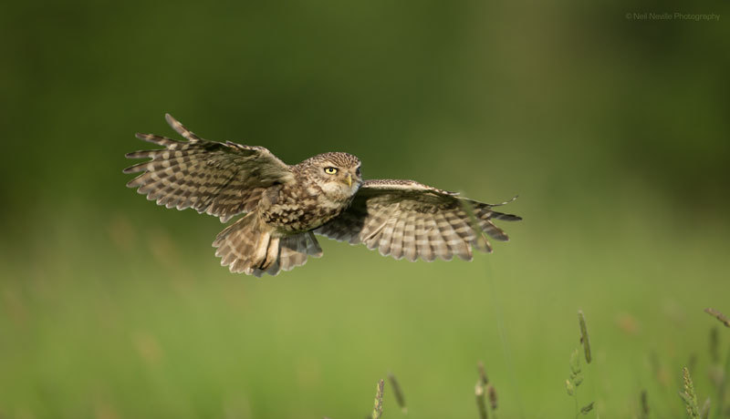  - Little Owl