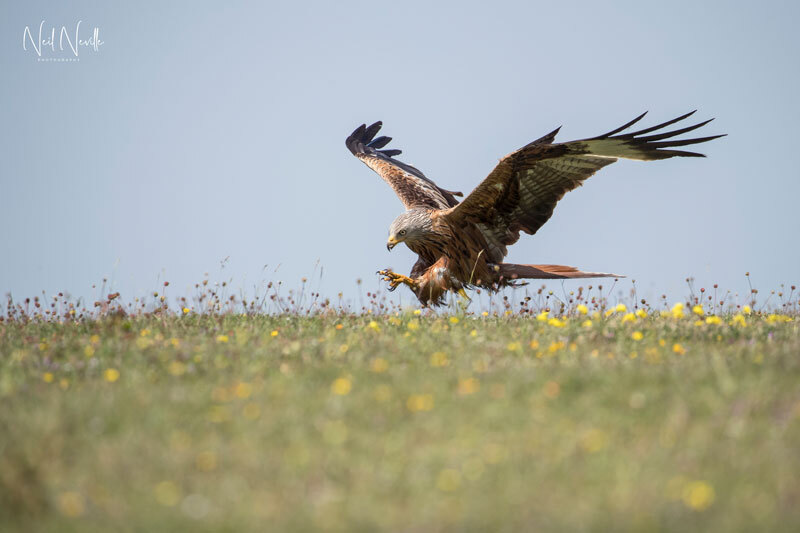  - Red Kite