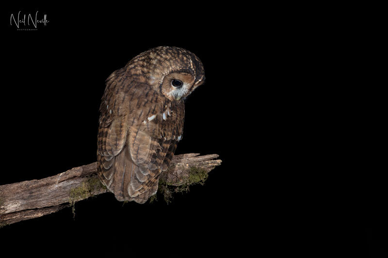  - Tawny Owl