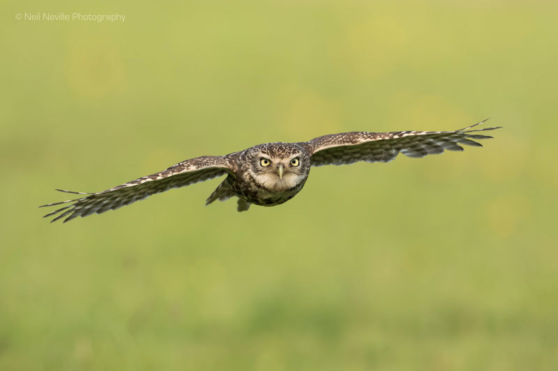  - Little Owl