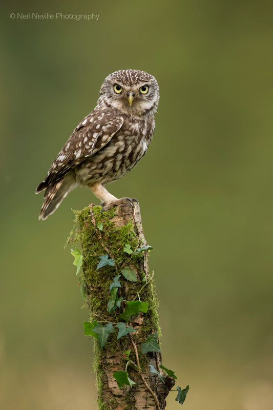 Little Owl photo - Neil Neville