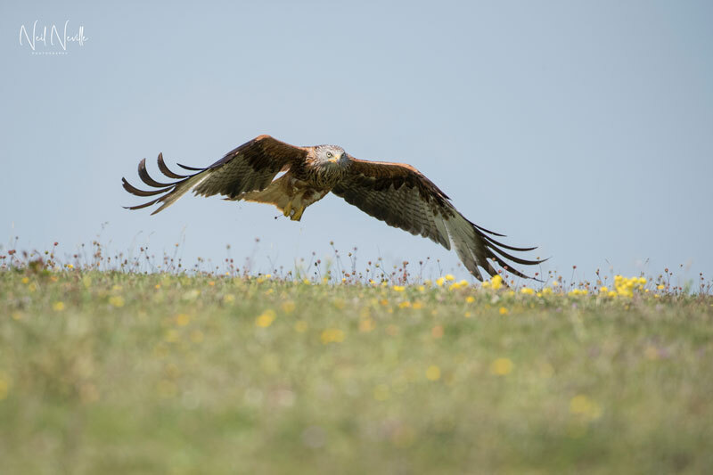 - Red Kite