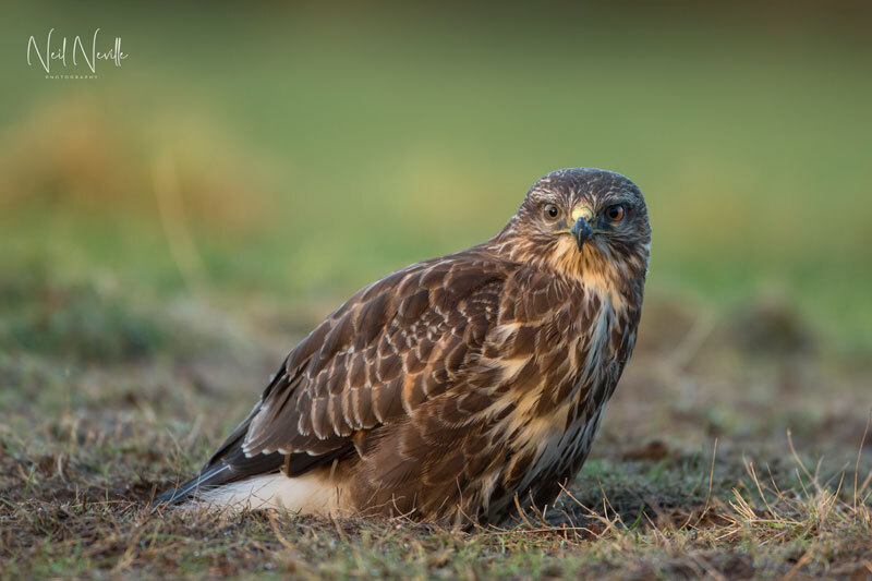  - Common Buzzard