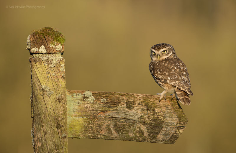  - Little Owl