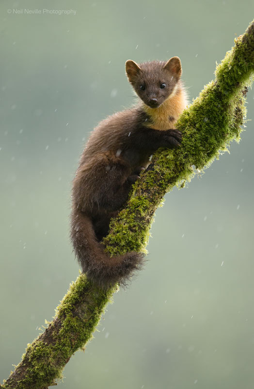  - Pine Marten