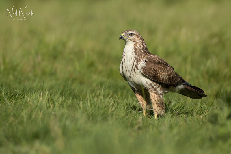  - Common Buzzard