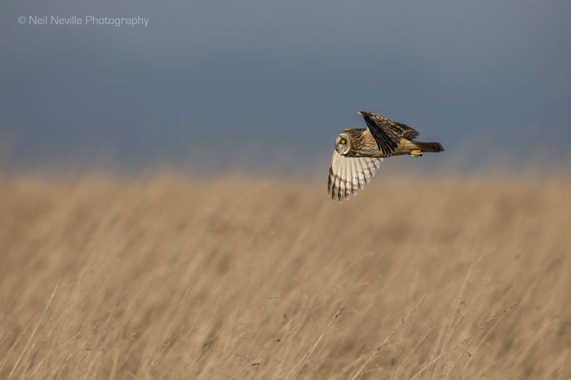  - Short Eared Owl