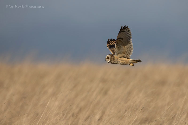  - Short Eared Owl