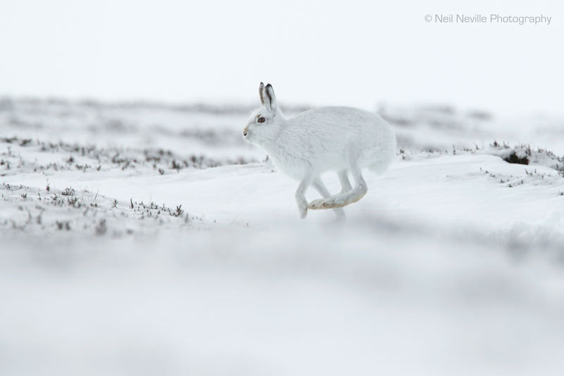  - Mountain Hare