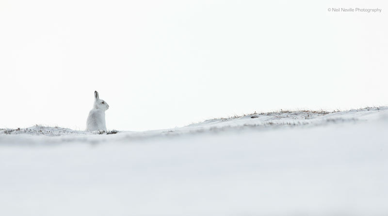  - Mountain Hare
