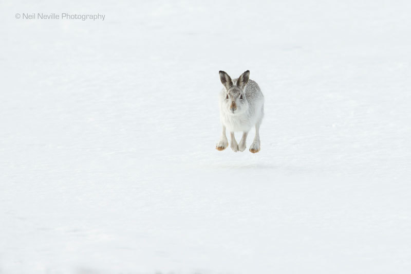  - Mountain Hare