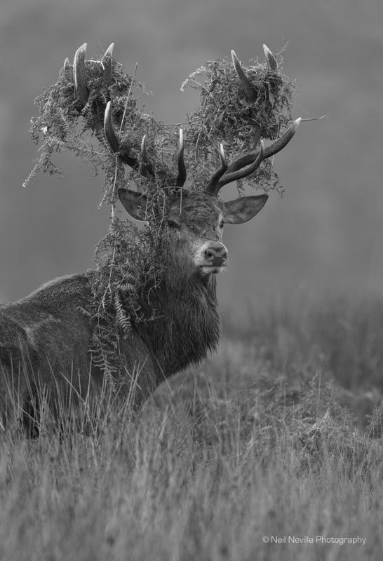  - Red Deer