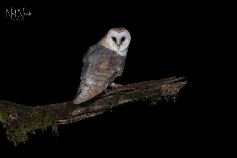  - Barn Owl