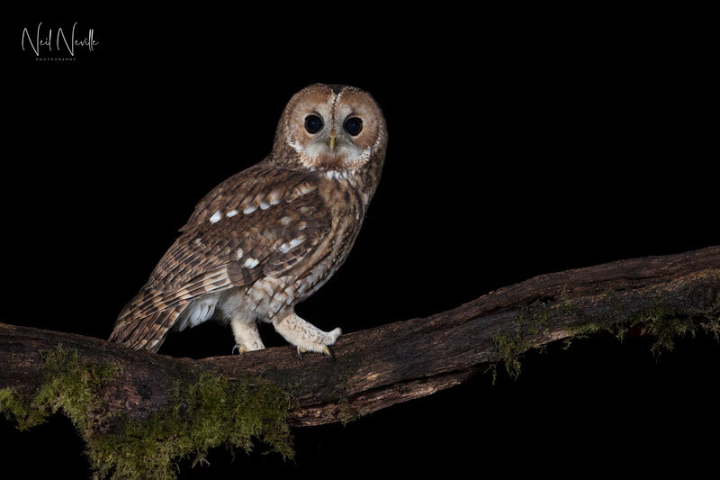  - Tawny Owl