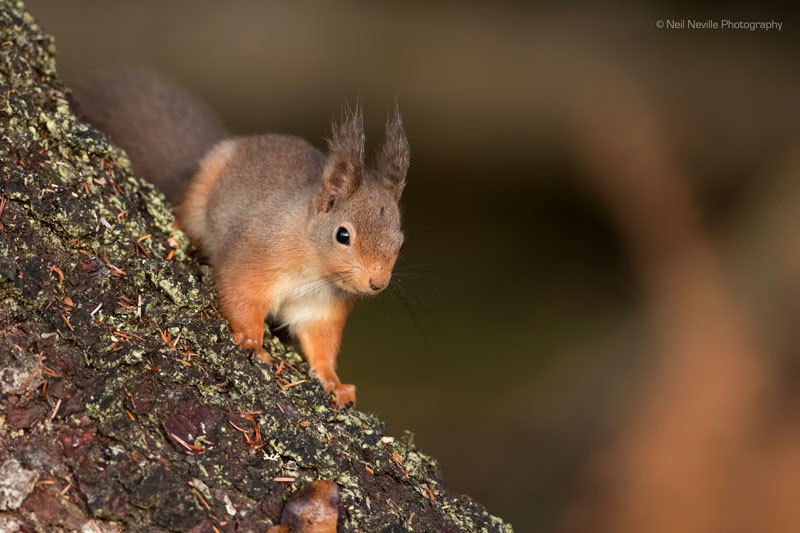  - Red Squirrel