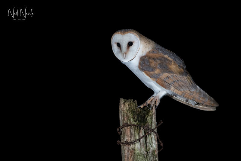  - Barn Owl