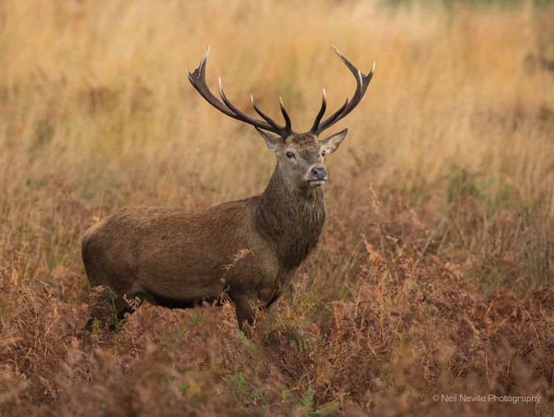  - Red Deer