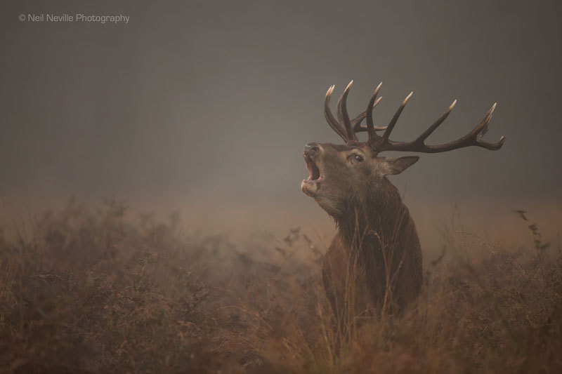  - Red Deer