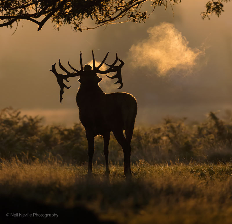  - Red Deer