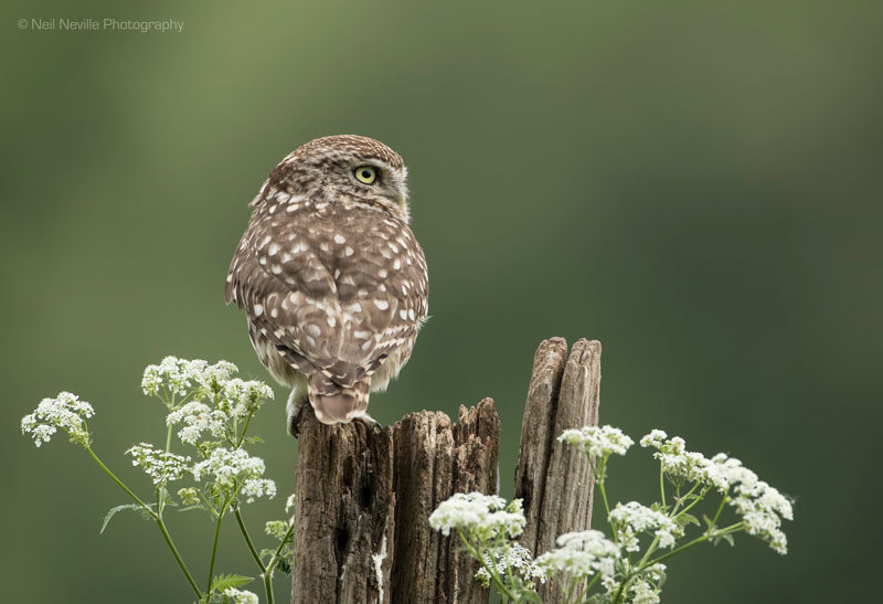  - Little Owl