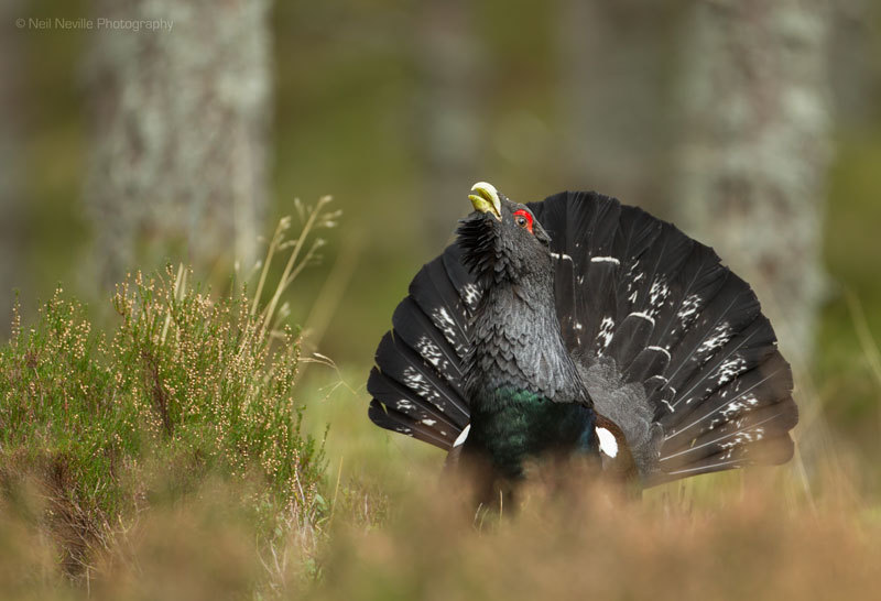  - Capercaillie