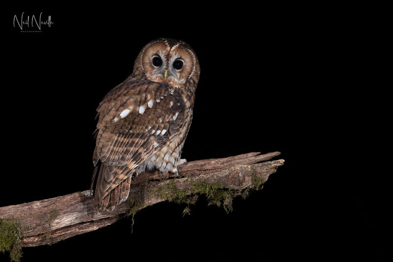  - Tawny Owl