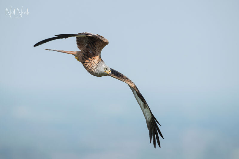  - Red Kite