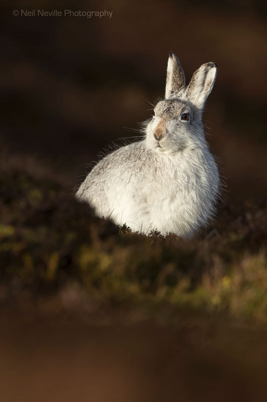  - Mountain Hare