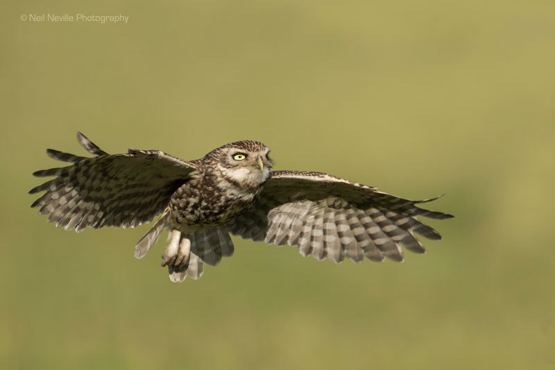  - Little Owl