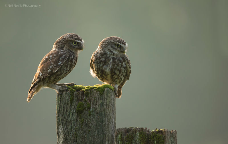 - Little Owl