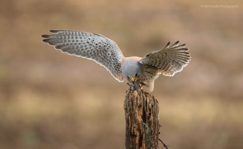  - Kestrel