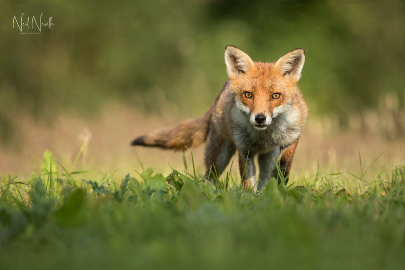  - Red Fox
