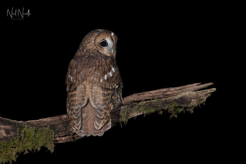  - Tawny Owl