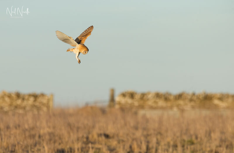  - Barn Owl