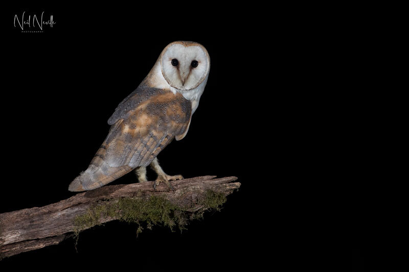  - Barn Owl