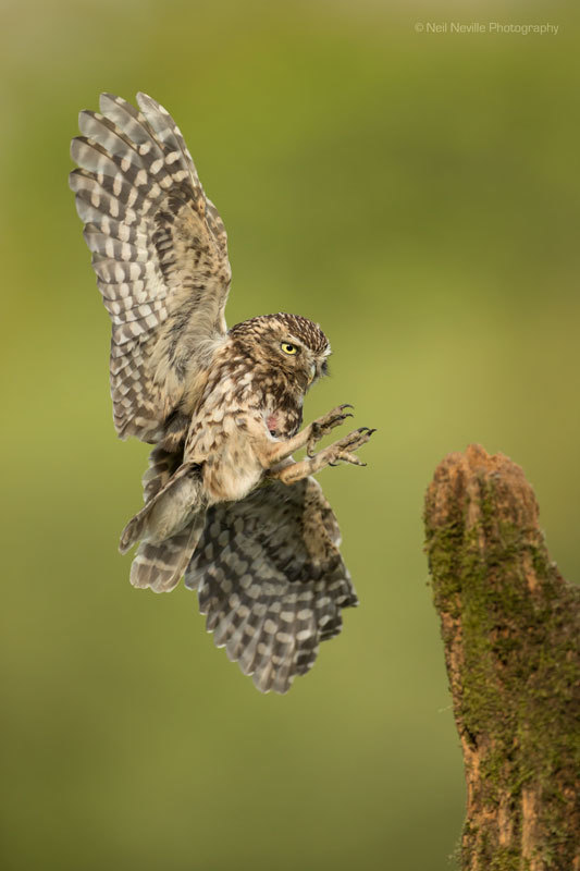  - Little Owl