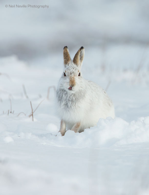  - Mountain Hare