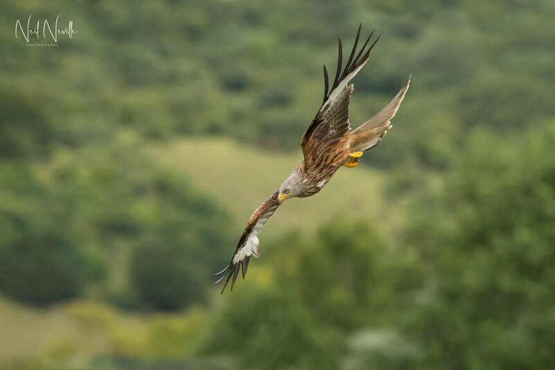  - Red Kite